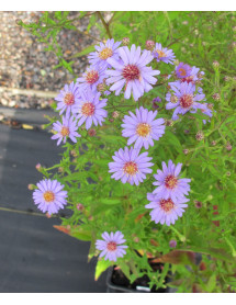 Aster (cordifolius hybrid) Little Carlow (1lt) Aster (cordifolius hybrid) Little Carlow (1lt)