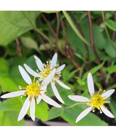 Aster divaricatus (1lt)