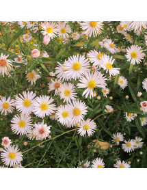 Aster ericoides Pink Cloud (3lt)