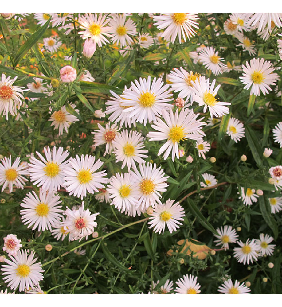 Aster ericoides Pink Cloud (3lt)