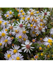 Aster ericoides Pink Cloud (3lt)