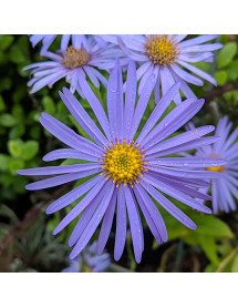 Aster frikartii Monch (2lt)