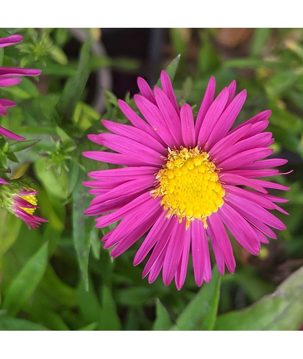 Aster (symphyotrichum) novi-belgii Island Bahamas (1lt)