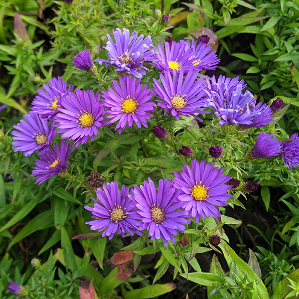 Aster (symphyotrichum) novi-belgii Island Samoa (1lt)