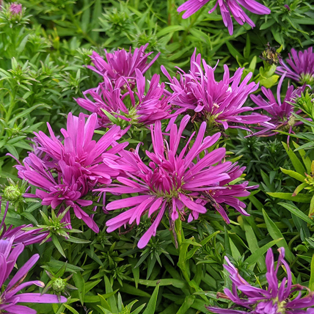 Aster (symphyotrichum) novi-belgii Island Tonga (2lt)