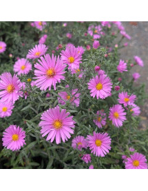 Aster novi-belgii Little Pink Beauty (2lt)