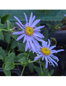 Aster frikartii Monch (2lt)