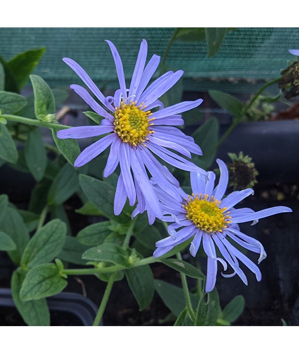 Aster frikartii Monch (3lt)