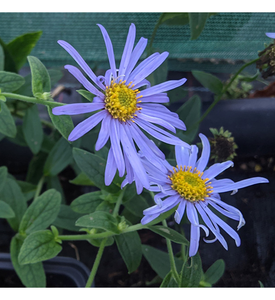 Aster frikartii Monch (2lt)