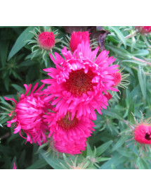 Aster novae-angliae Alma Potschke (1.5lt)