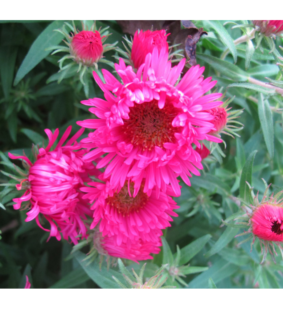 Aster novae-angliae Alma Potschke (1.5lt)