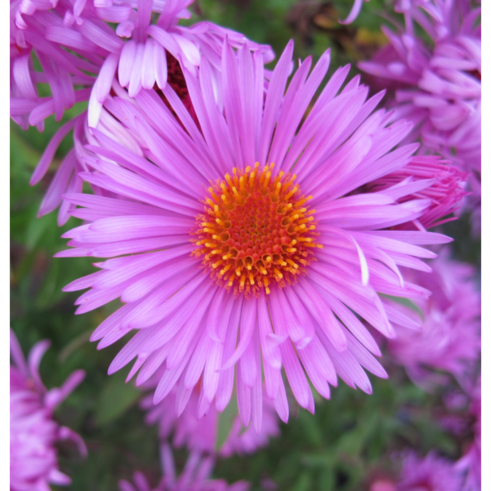 Aster novae-angliae Barrs Pink (1lt)