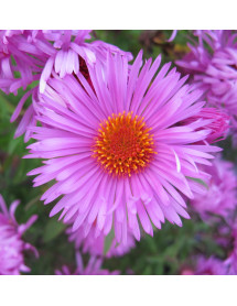 Aster novae-angliae Barrs Pink (1lt)