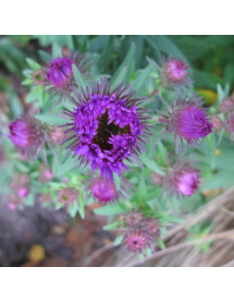 Aster novae-angliae Purple Dome (3lt)