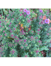 Aster novae-angliae Purple Dome (1.5lt)
