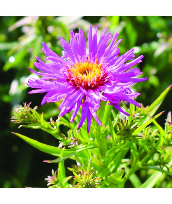 Aster novi-belgii Alice Haslem (1lt)