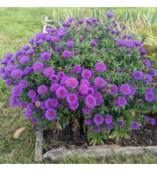 Aster novae-angliae Purple Dome (1.5lt)