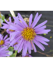 Aster amellus Rudolph Goethe