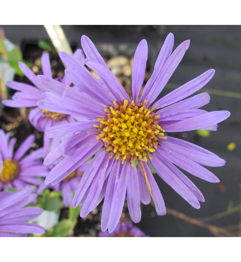 Aster amellus Rudolph Goethe