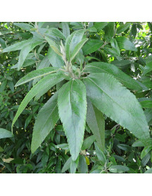 Asterotrichion discolor (3lt)