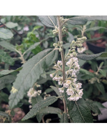 Asterotrichion discolor (3lt)