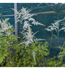 Astilbe Brautschleier (3lt) Astilbe Brautschleier (3lt)