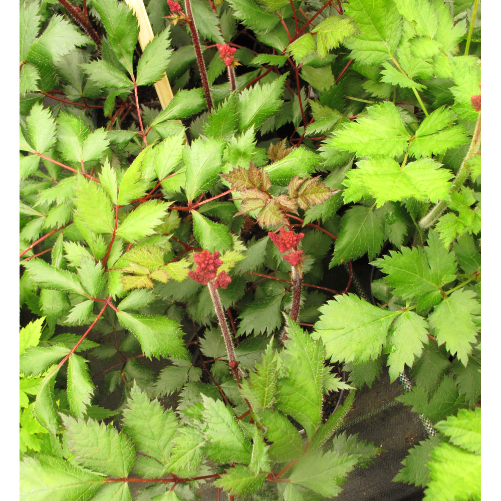Astilbe chinensis Vision in Red (2lt)