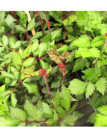 Astilbe chinensis Vision in Red (2lt)