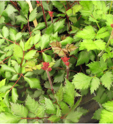 Astilbe chinensis Mighty Cherry Chocolate (3lt)