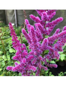 Astilbe chinensis Visions (3lt)