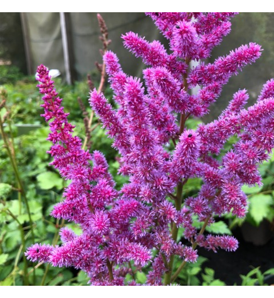 Astilbe chinensis Visions (3lt)