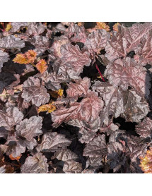 Astilbe Dark Side of the Moon (1lt)