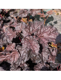 Astilbe Dark Side of the Moon (1lt)