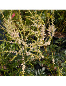 Astilbe simplicifolia Snowsprite (2lt)