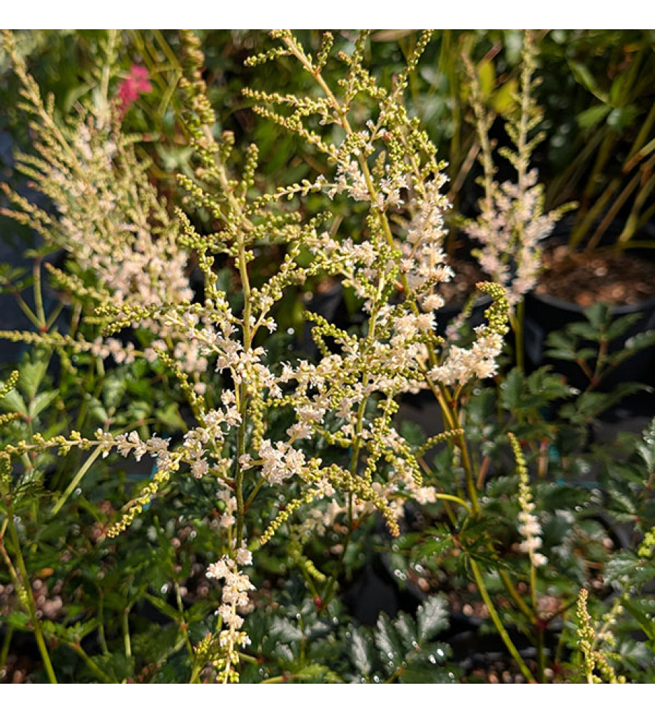 Astilbe simplicifolia Snowsprite (2lt)