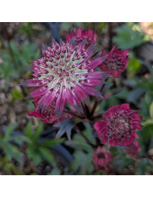 Astrantia Burgundy Manor (2lt)