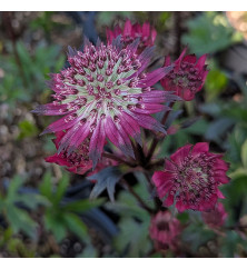 Astrantia Burgundy Manor (3lt)