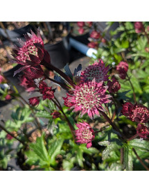 Astrantia Burgundy Manor (2lt)