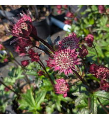Astrantia Burgundy Manor (3lt)