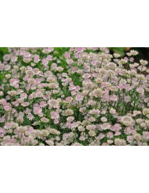 Astrantia major 