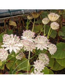 Astrantia Buckland (1lt)