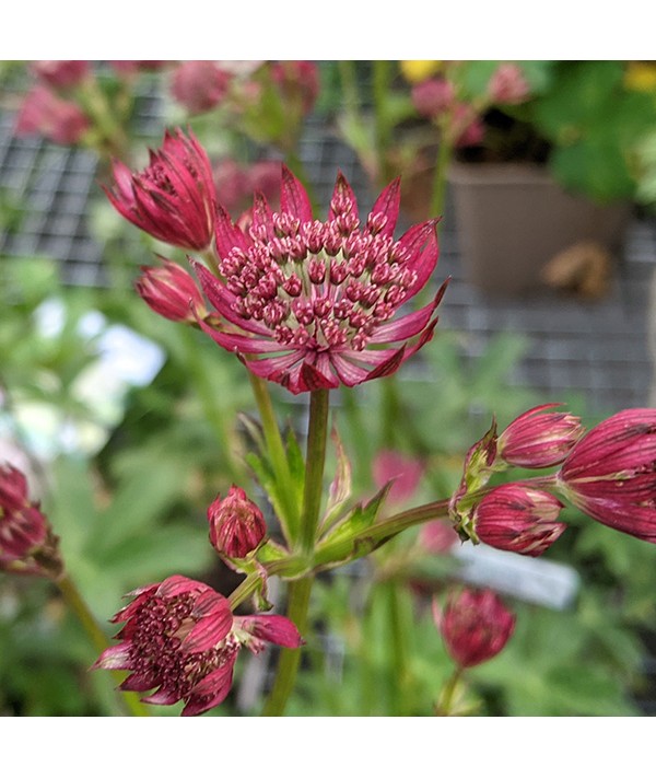 Astrantia major Claret (1lt)