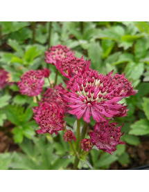 Astrantia major Claret (0.8lt)