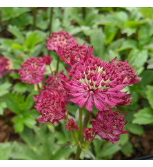 Astrantia major Claret (0.8lt)
