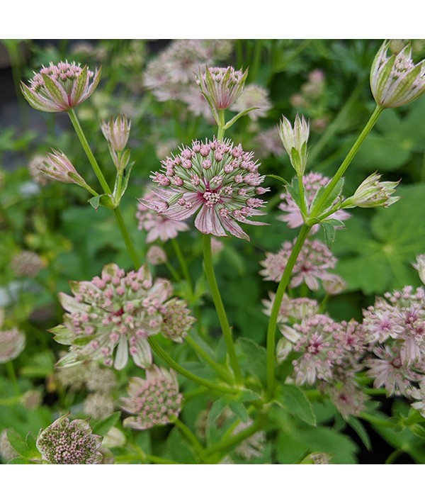 Astrantia major Florence (1lt)