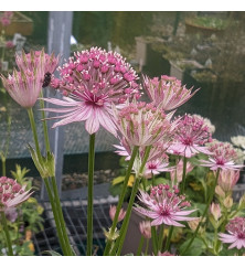 Astrantia major Pink Pride (3lt)