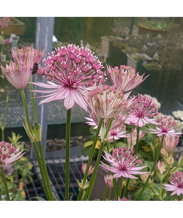 Astrantia major Pink Pride (1lt)