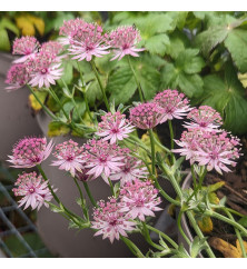 Astrantia major Pink Pride (3lt)