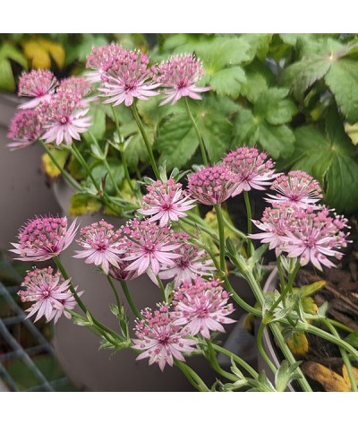 Astrantia major Pink Pride (1lt)