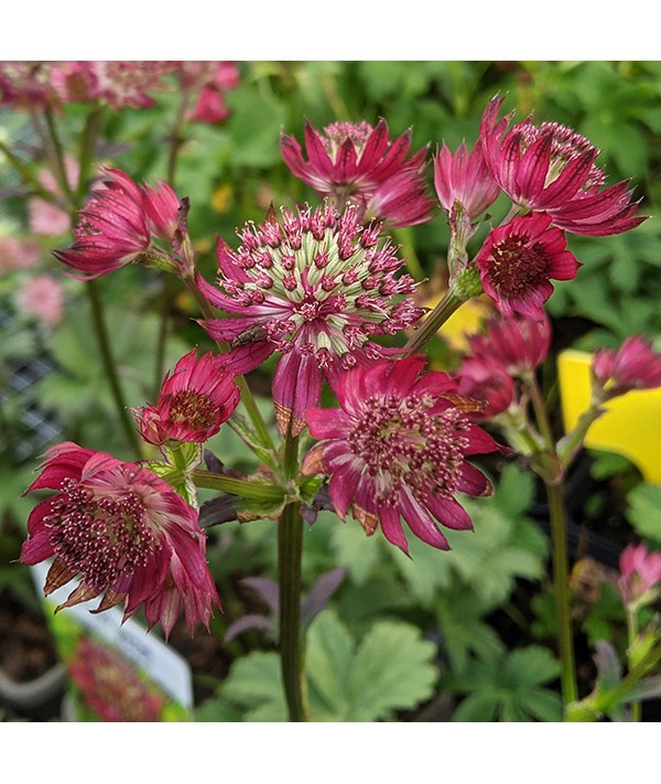 Astrantia major Ruby Wedding (0.9lt)